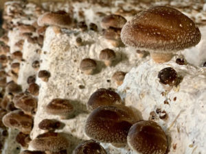 shiitake-site-web