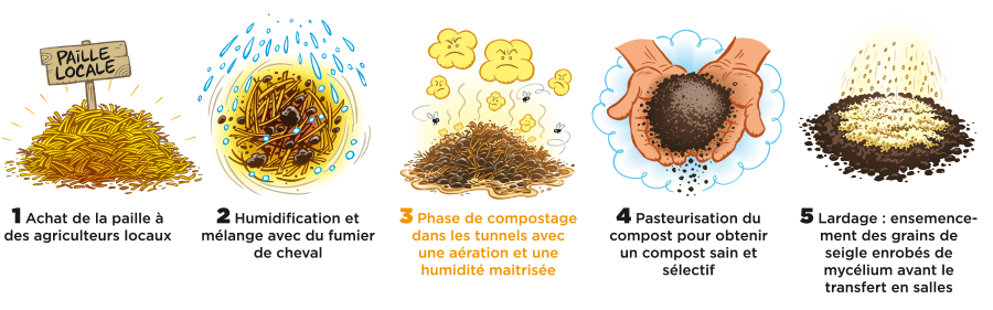 compost champignons