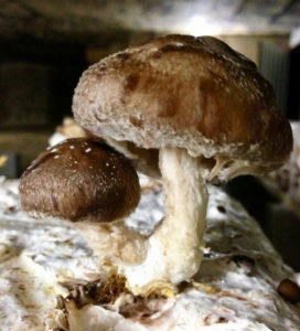 Shiitake