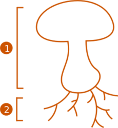 schema-champignon schema-champignon